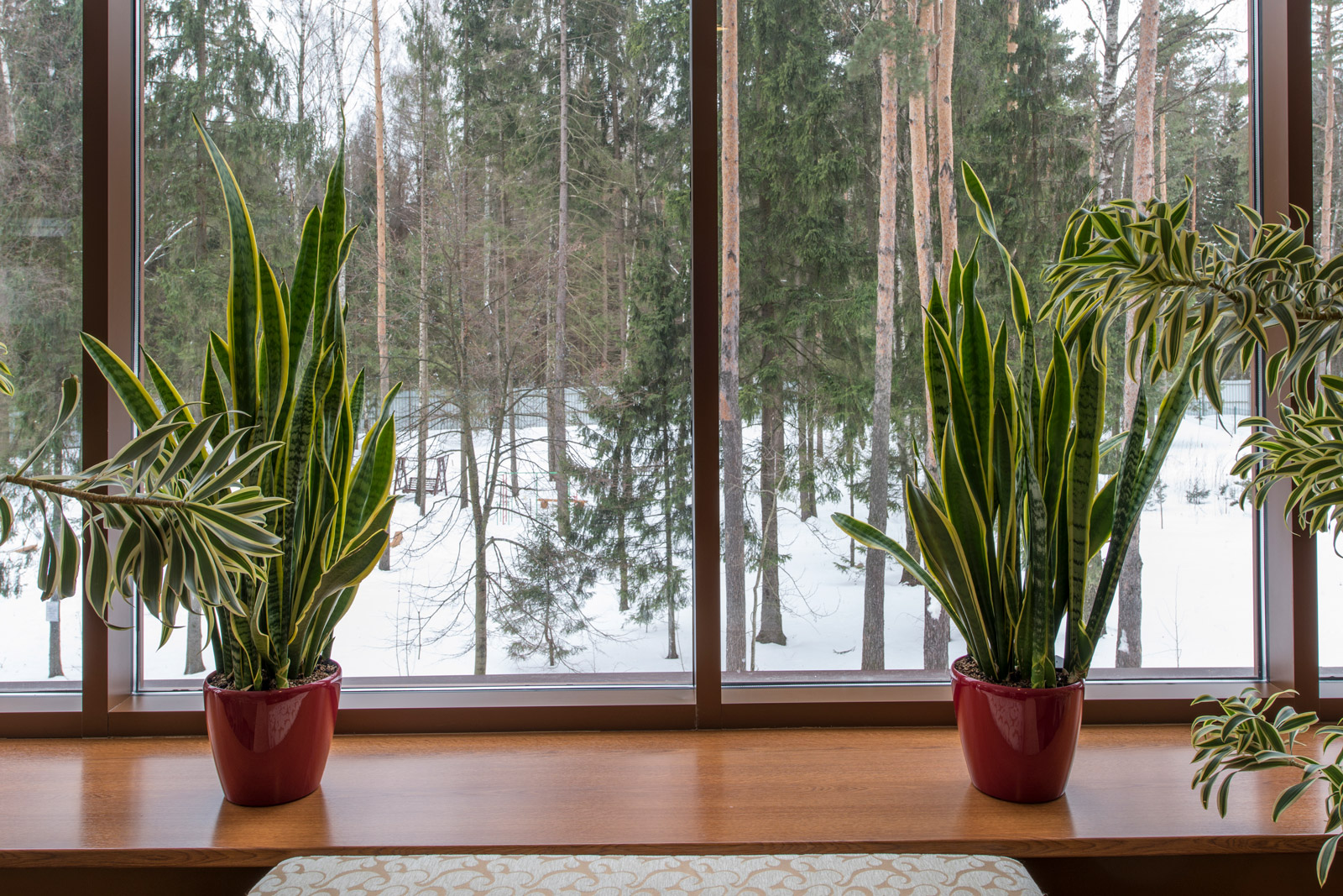 Золотой дуб матовый LDS-30 Moeller